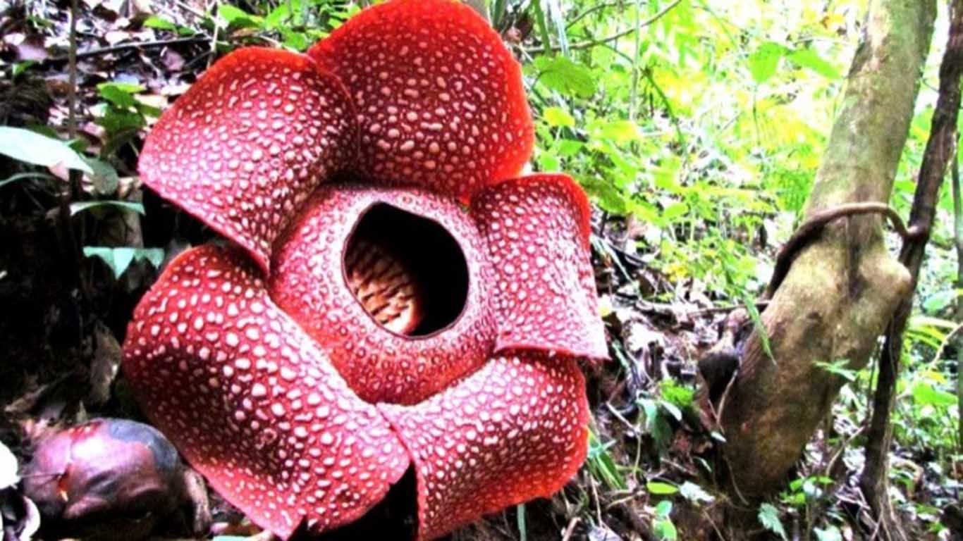 Persebaran Flora di Indonesia
