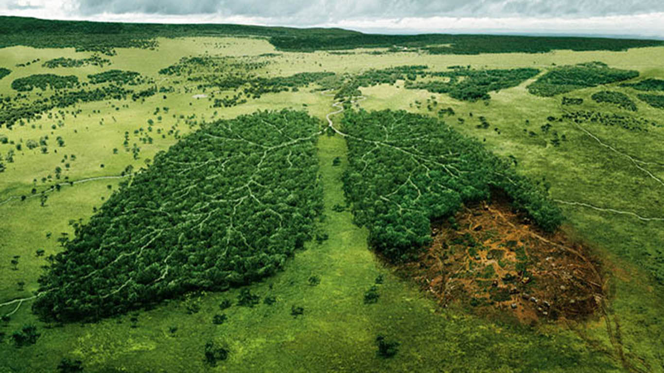 Pelestarian hutan dapat dilakukan dengan cara a fertilisasi b renovasi c reboisasi d konservasi