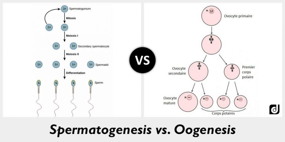 Perbedaan Spermatogenesis dan Oogenesis