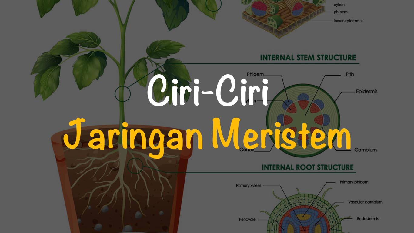 20 Ciri-Ciri Jaringan Meristem